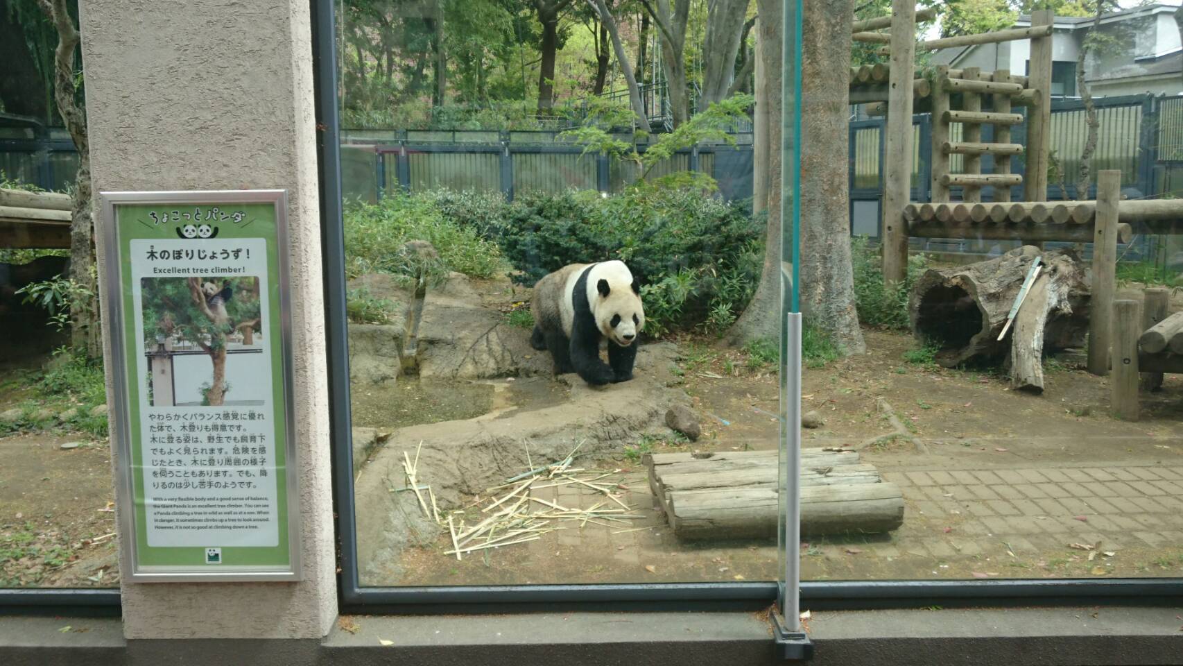 上野動物園　シャンシャン