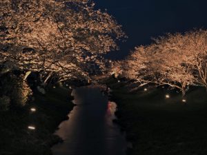 桜が満開になりました！